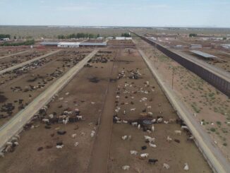 Se reactiva la exportación de ganado en pie por el Puerto de San Gerónimo-Santa Teresa