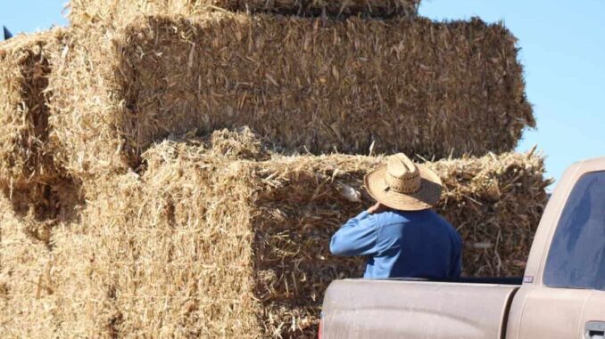 Beneficiará Gobierno del Estado a cerca de 8 mil productores con pacas de rastrojo