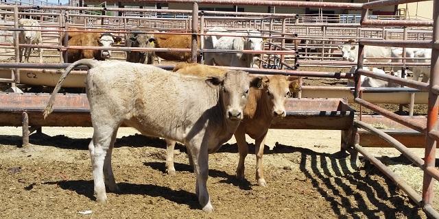 Busca PRI fortalecer ganadería en Chihuahua; blindarían estatus sanitario y confianza internacional en productores locales