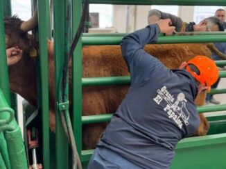 Avanza exportación de ganado de pie con reapertura en Ojinaga