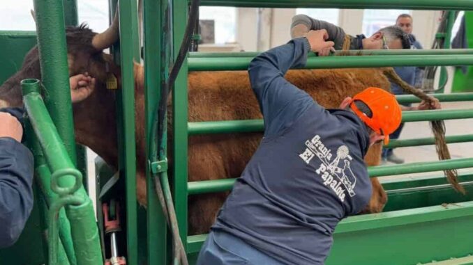 Avanza exportación de ganado de pie con reapertura en Ojinaga