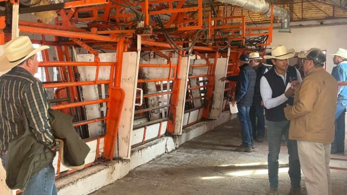 Reanudan este viernes el cruce de ganado en pie por Ojinaga