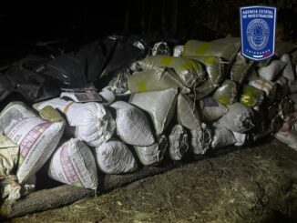 Asegura BOI gran cantidad de marihuana cerca del lugar del hallazgo de cuerpos inhumados clandestinamente en Casas Grandes