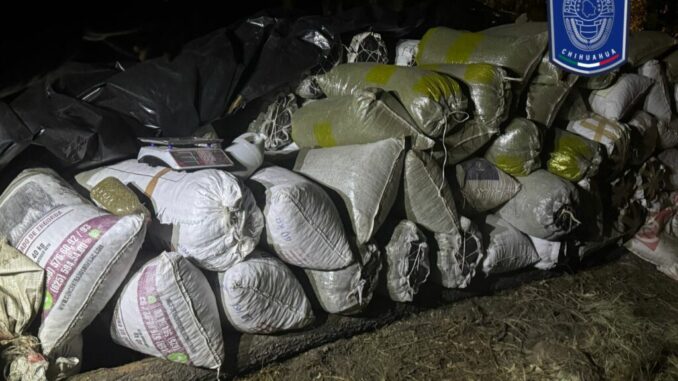 Asegura BOI gran cantidad de marihuana cerca del lugar del hallazgo de cuerpos inhumados clandestinamente en Casas Grandes