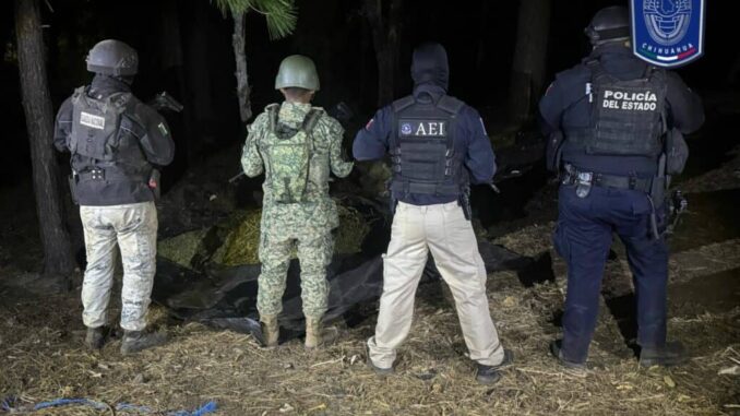Asegura BOI gran cantidad de marihuana cerca del lugar del hallazgo de cuerpos inhumados clandestinamente en Casas Grandes