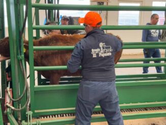 Incrementa volumen de exportación de ganado a Estados Unidos por puerto de Ojinaga