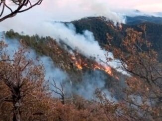 Incendios forestales en Chihuahua afectan más de 5 mil hectáreas