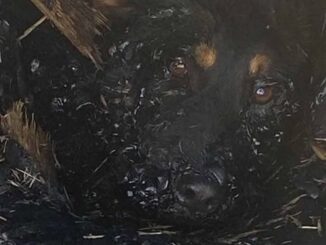 Maru Campos instruye investigación a fondo por caso de la perrita “Violeta”