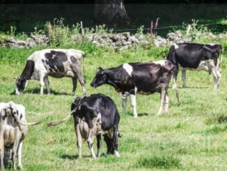 Chihuahua refuerza la lucha contra el Gusano Barrenador del Ganado