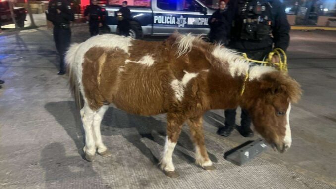 Resguardan policías municipales a pony que vagaba por la vía pública