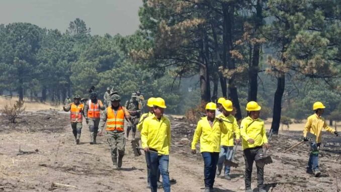 Trabajan más de 340 combatientes para sofocar 15 incendios forestales en el estado