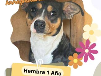 Invita Daba a adoptar mascotas