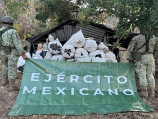 Ejército mexicano destruye 83 plantíos de amapola y mariguana