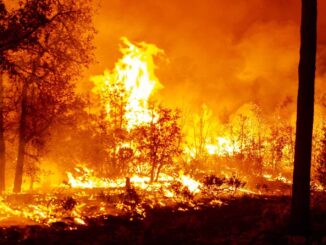 Trabajan 200 brigadistas en el combate de ocho incendios forestales en la entidad