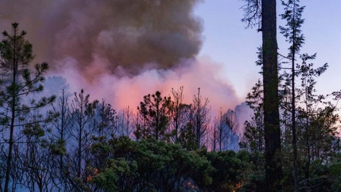 Combaten 262 brigadistas los 13 incendios forestales activos en 9 municipios