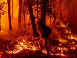 Registra SDR 289 incendios forestales en lo que va de 2025