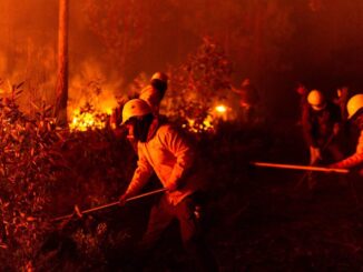 Reporta Secretaría de Desarrollo Rural 17 mil hectáreas con afectaciones por incendios forestales