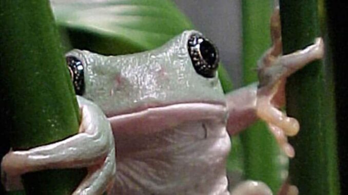 Expertas de la UNAM buscan en ranas moléculas para combatir enfermedades inflamatorias