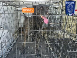 Rescatados 71 animales en situación de maltrato en lo que va del año en Juárez