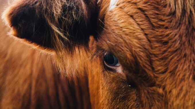 México hace todo lo “posible” para combatir al gusano barrenador: Berdegué