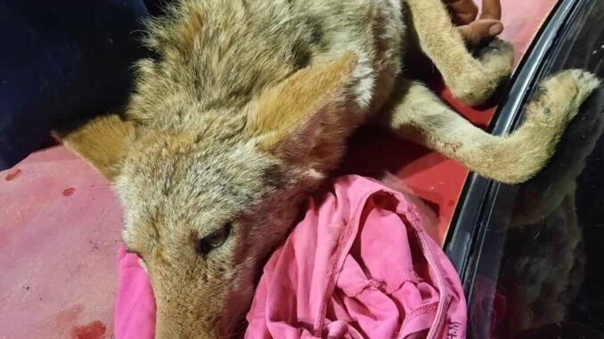 Coyote rescatado en Vistas del Norte fue entregado por Bomberos a Ecología municipal