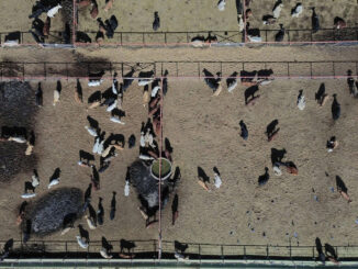 Agricultura hablará con EE.UU. sobre ganado y campaña contra el gusano barrenador