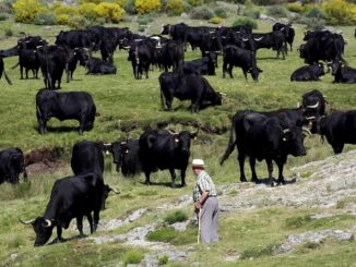 Ganaderos en México prevén extinción de toros de lidia en 2 años con «corridas sin sangre»