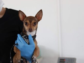 Esteriliza Unidad Móvil del IMPAS a más de 50 mascotas en zona rural El Sauz