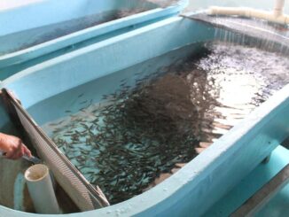 Lanza SDR convocatoria de apoyos para cooperativas pesqueras y centros acuícolas