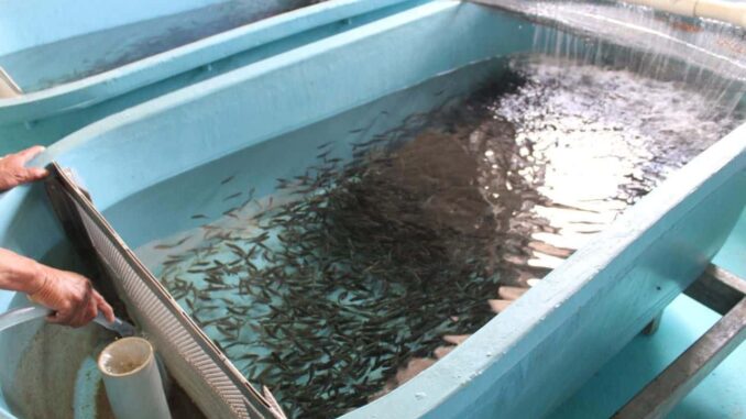 Lanza SDR convocatoria de apoyos para cooperativas pesqueras y centros acuícolas