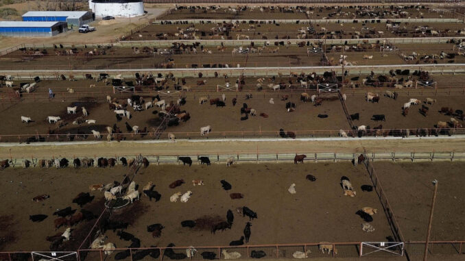 Ganaderos confían en reapertura de las exportaciones tras acuerdo entre México y EE.UU.