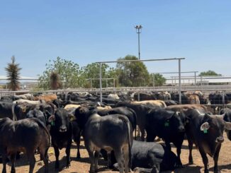 Chihuahua se suma a propuesta de crear cinturones sanitarios para fortalecer la sanidad del ganado