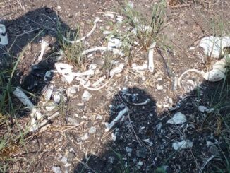 Colectivo localiza «campo de exterminio» en Tamaulipas